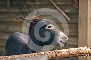 Portrait of young black muzzle of donkey in sunny summer day