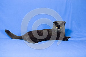 Portrait of a young black Scottish lop-eared cat