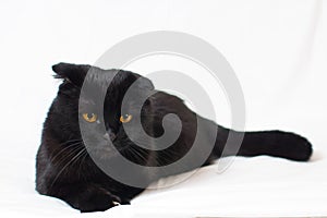 Portrait of a young black Scottish lop-eared cat