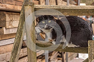 Portrait of a young black and white cat