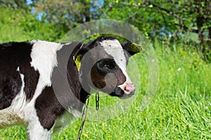 Portrait of young black and white holstein calf bull in green meadow