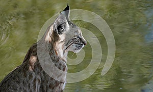 Portrait of a Young Bobcat