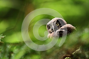 Portrait of young Boreal Owl, with blurred leaves, hidden in green tree in the forest