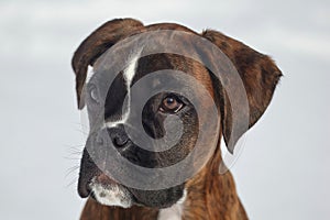 portrait of a young boxer puppy of tiger color. photo in winter on a snowy background