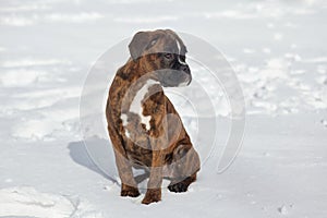 portrait of a young boxer puppy of tiger color. photo in winter on a snowy background