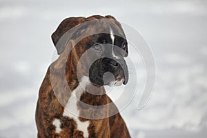 portrait of a young boxer puppy of tiger color. photo in winter on a snowy background