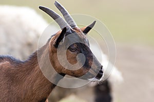 Portrait of young brown horned goat