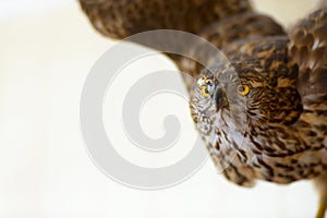 Portrait of young brown eagle in flight