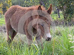 Portrait of a young brown hinny grazing in a filed