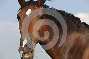 Portrait of young brown horse, eating grass, front view, outdoor image