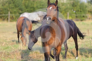 Portrait of young brown horse, eating grass, front view, outdoor image