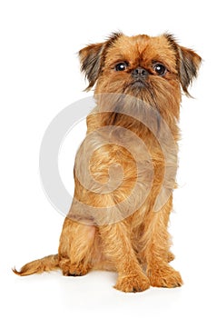 Portrait of a young Brussels Griffon