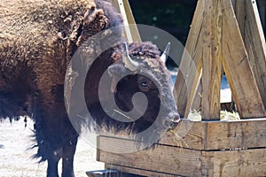 Portrait of a Young Buffalo