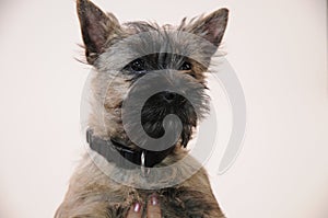 Portrait of a young cairn terrier