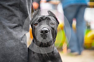 Portrait of young cane Corso dog sitting next to owner on the street during a walk, blurred background. Docile pet