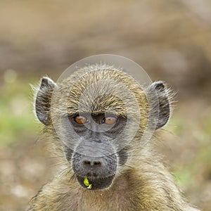 Portrait of a young chacma baboon playing in its habitat in Kruger national park