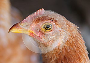 Portrait of a young chicken