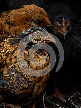 Portrait of young chickens.