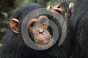 Portrait of a young chimpanzee