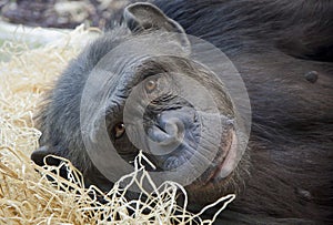 Portrait of a young Chimpanzee