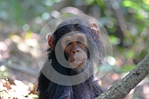 Portrait of young chimpanzee photo