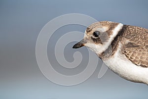 Portrait of a young common ringed plover