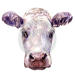 Portrait of young cow head isolated, watercolor illustration on white
