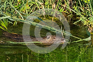 Portrait of a young coypu in the middle of the lentils in a river in the South of France