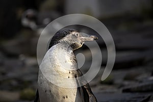 Portrait of a young curious penguin in a zoo. (Spheniscus humboldti)