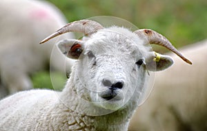 Portrait of a young, curious sheep. Dartmoor, UK.