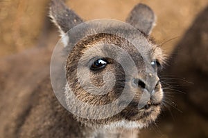 Portrait of young cute australian Kangaroo with big bright brown eyes looking close-up at camera.