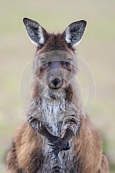 Portrait of young cute australian Kangaroo with big bright brown eyes looking close-up at camera. Joey