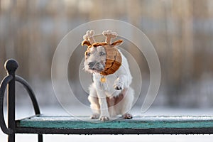 Portrait of young cute dog of parson russell terrier breed in knitted reindeer hat outdoors in winter sitting