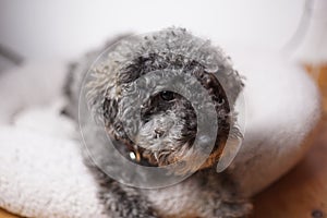 Portrait of a young cute grey dwarf poodle