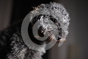 Portrait of a young cute grey dwarf poodle