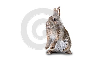 Portrait of a young,cute grey wildlife rabbit isolated on white background