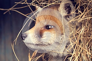 Portrait of a young cute puppy red ginger fox in the hay. The spring fox cub close-up