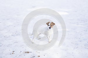 Portrait of a young cute small dog in the snow looking at the camera. Brown and white colors.Outdoors, white background. Nature