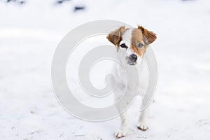Portrait of a young cute small dog in the snow looking at the camera. Brown and white colors.Outdoors, white background. Nature
