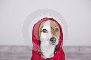 Portrait of a young cute small dog wearing a red water coat with hood. He is looking a the camera, white background. Lifestyle and