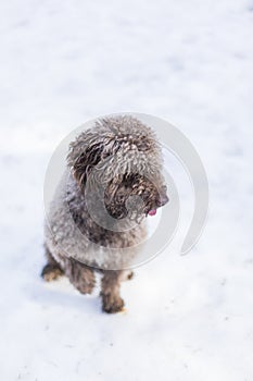 Portrait of a young cute small water dog in the snow. Brown color.Outdoors, white background. Nature