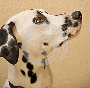 Portrait of young Dalmatian.