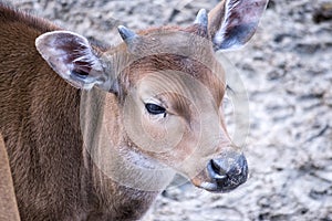 Portrait of a Young Deer