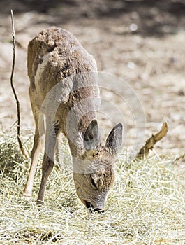 Portrait of a young deer