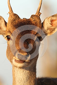 Portrait of young deer buck
