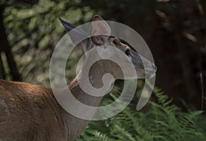 Portrait of a young deer in the woods