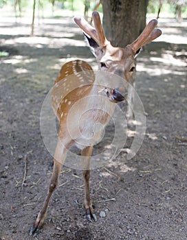 Portrait of a young deer in zoo