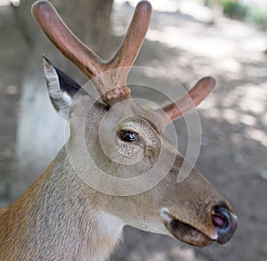 Portrait of a young deer in zoo