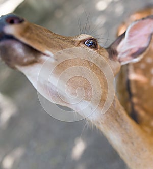 Portrait of a young deer in zoo