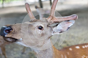 Portrait of a young deer in zoo